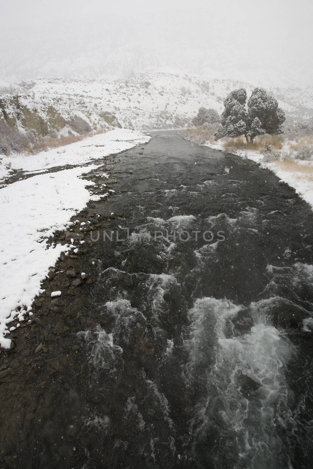 Yellowstone Park Wyoming Winter Snow by pictureguy