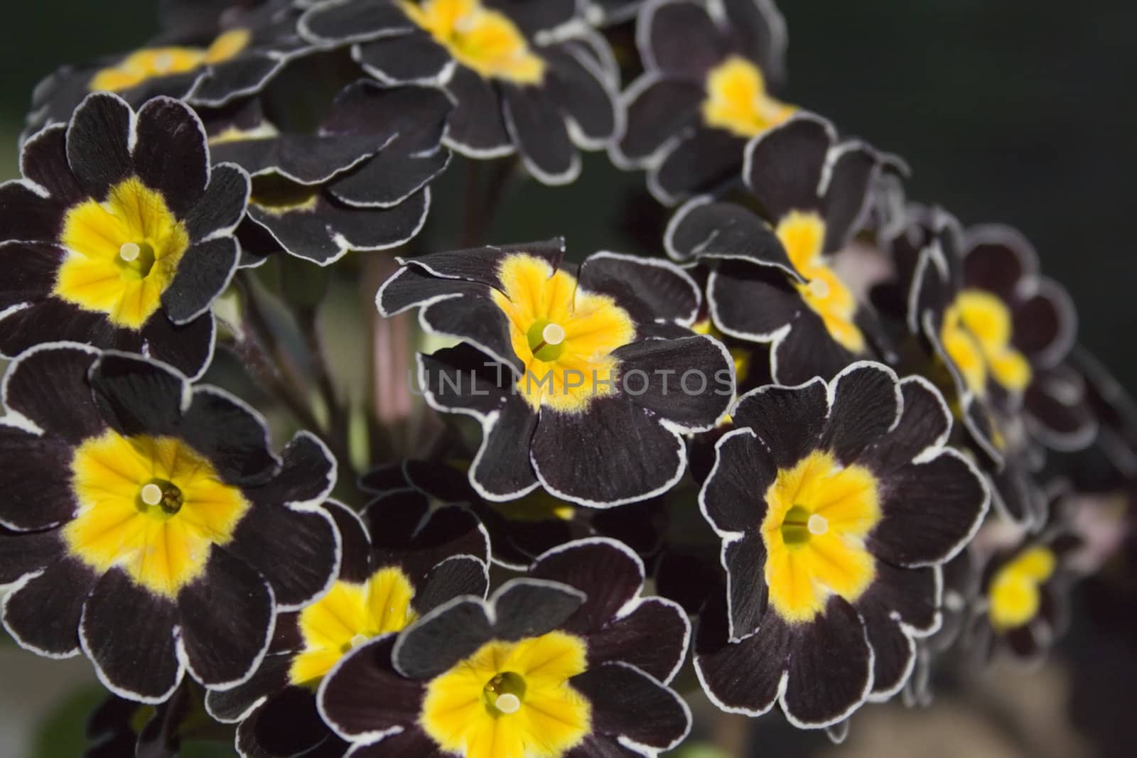 Detail of black Primrose with dark background