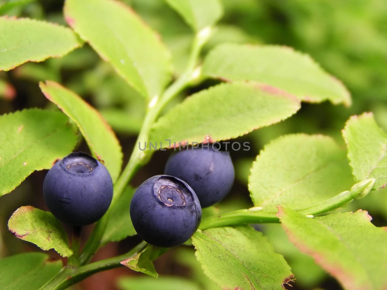 Blueberry on the shrublet