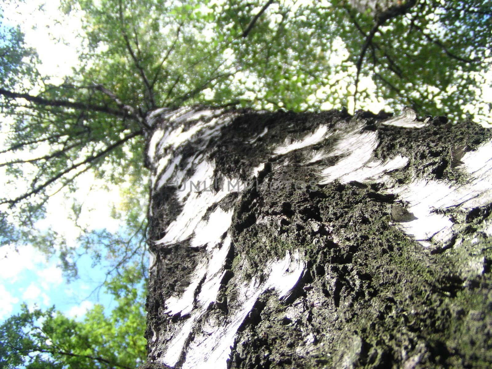 Birch tree - Looking Up 