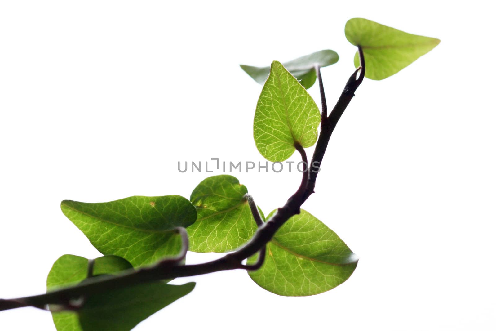 Home plant on a white background