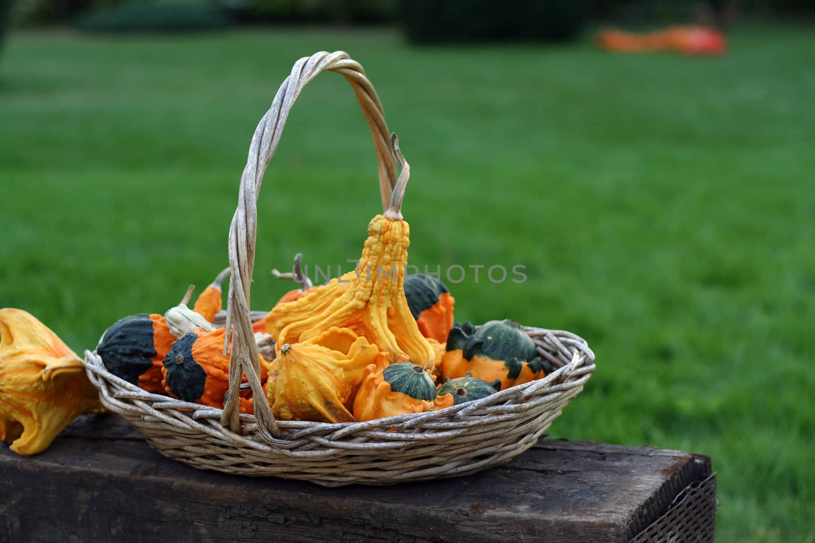 Halloween pumpkins still-life with natural background 