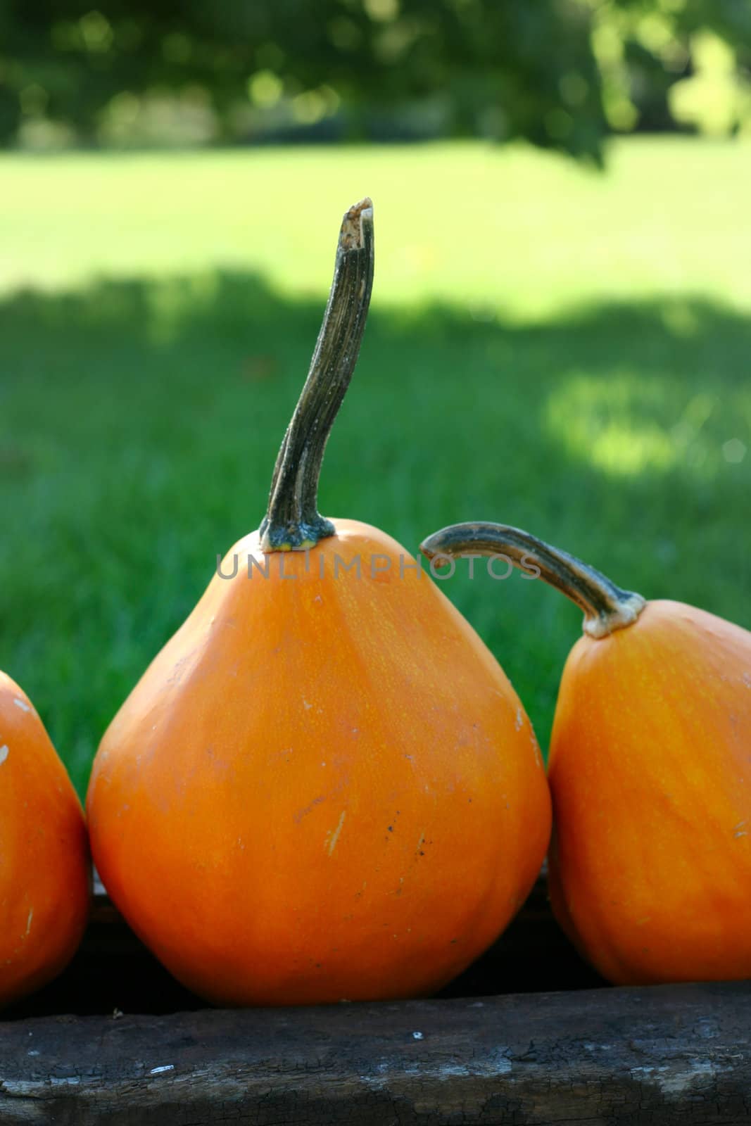 Pumpkins still-life with natural background