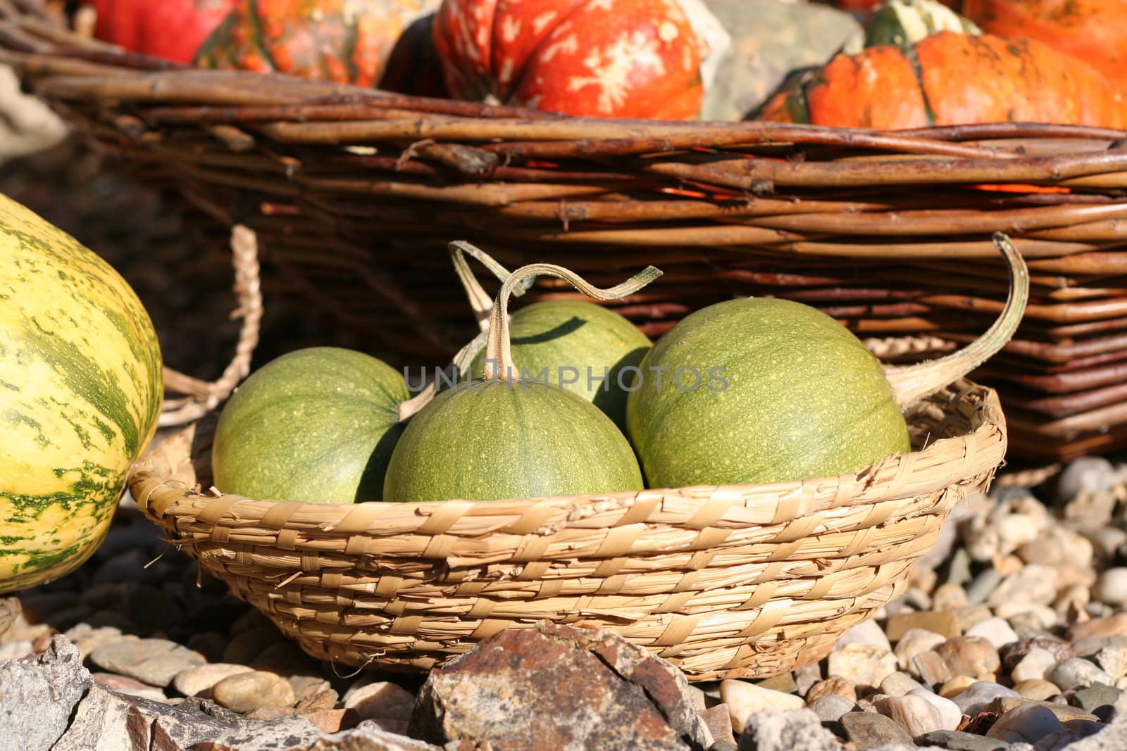 Pumpkins still-life with natural background