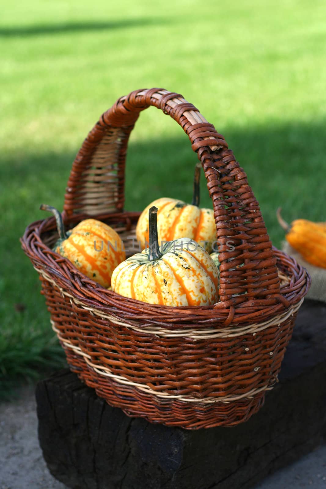 Pumpkins still-life with natural background