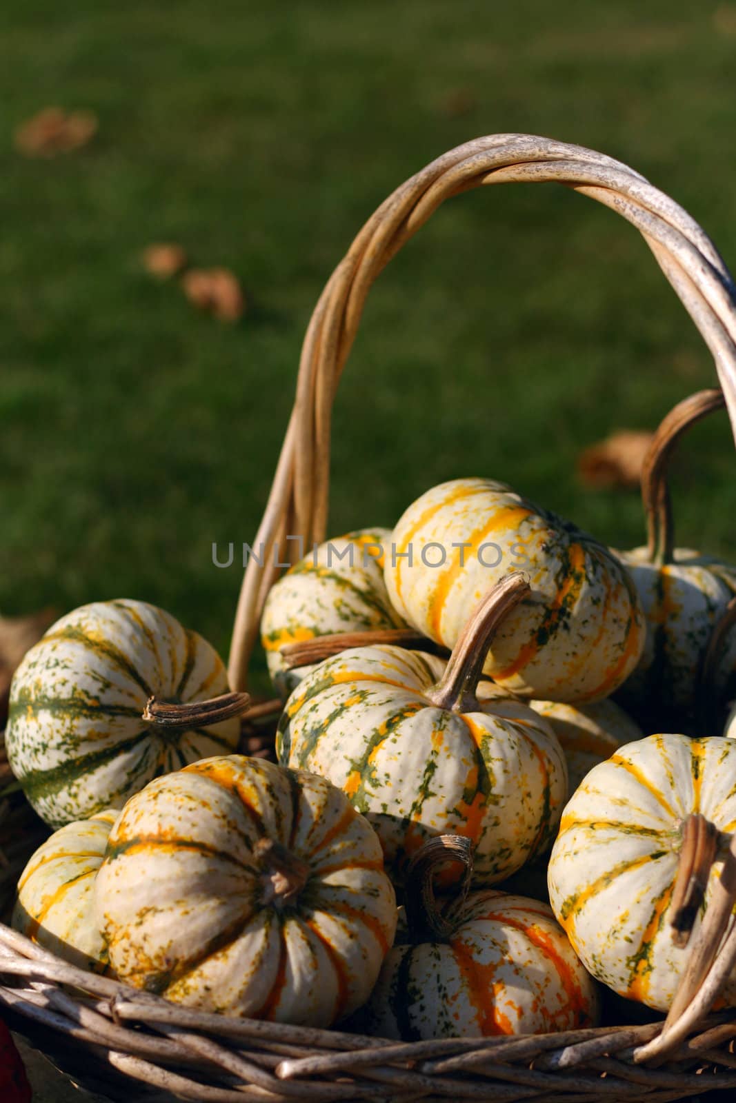 Pumpkins still-life with natural background