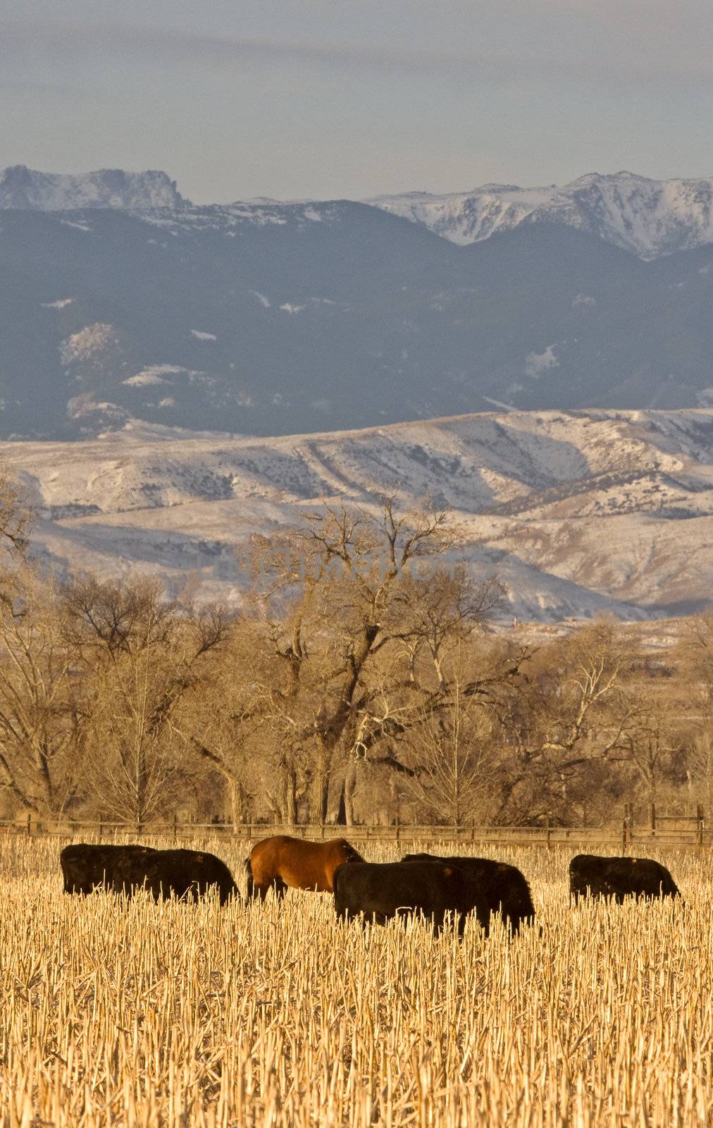 Cattle Grazing at Sunset Wyoming by pictureguy