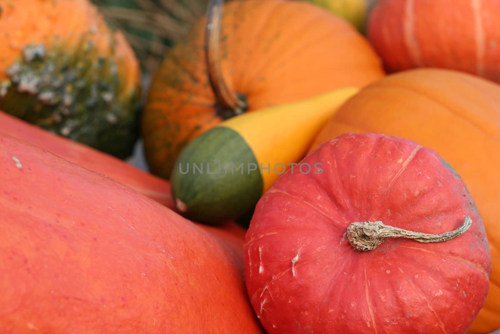 Halloween pumpkins still-life with natural background 