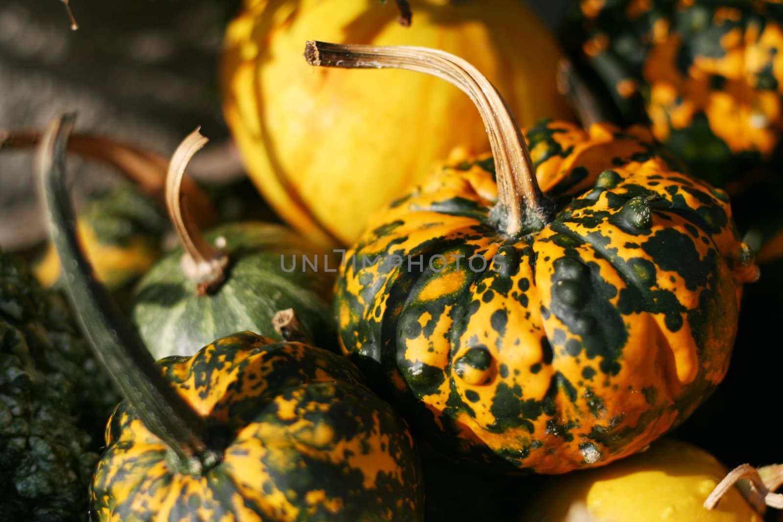 Pumpkins still-life with natural background