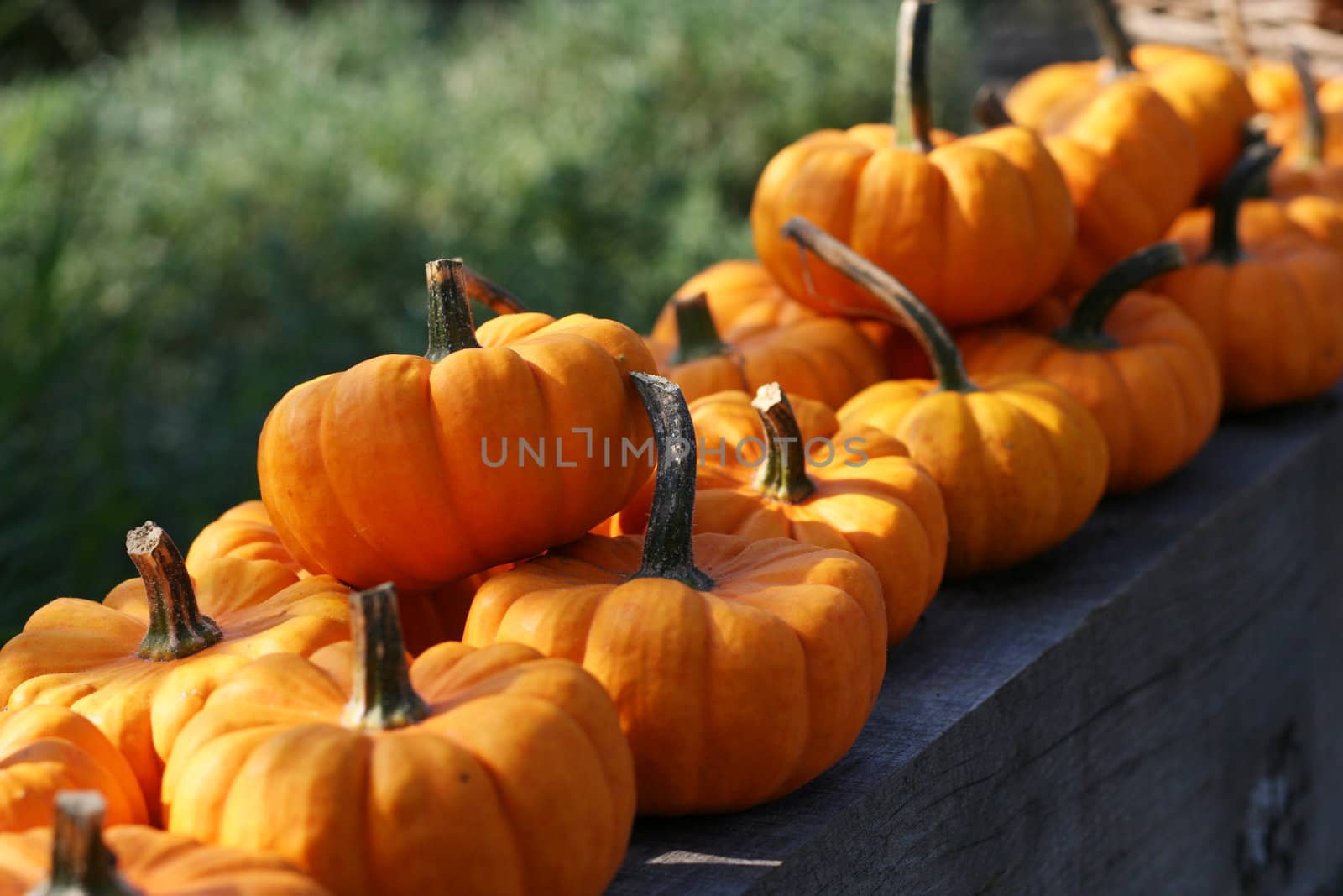 Pumpkins still-life with natural background