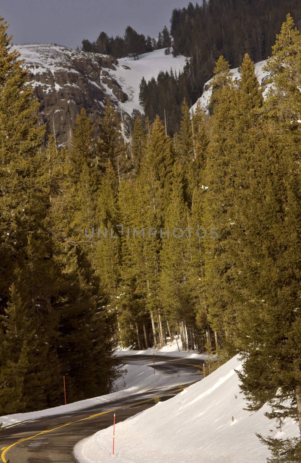 Yellowstone Park Wyoming Winter Snow