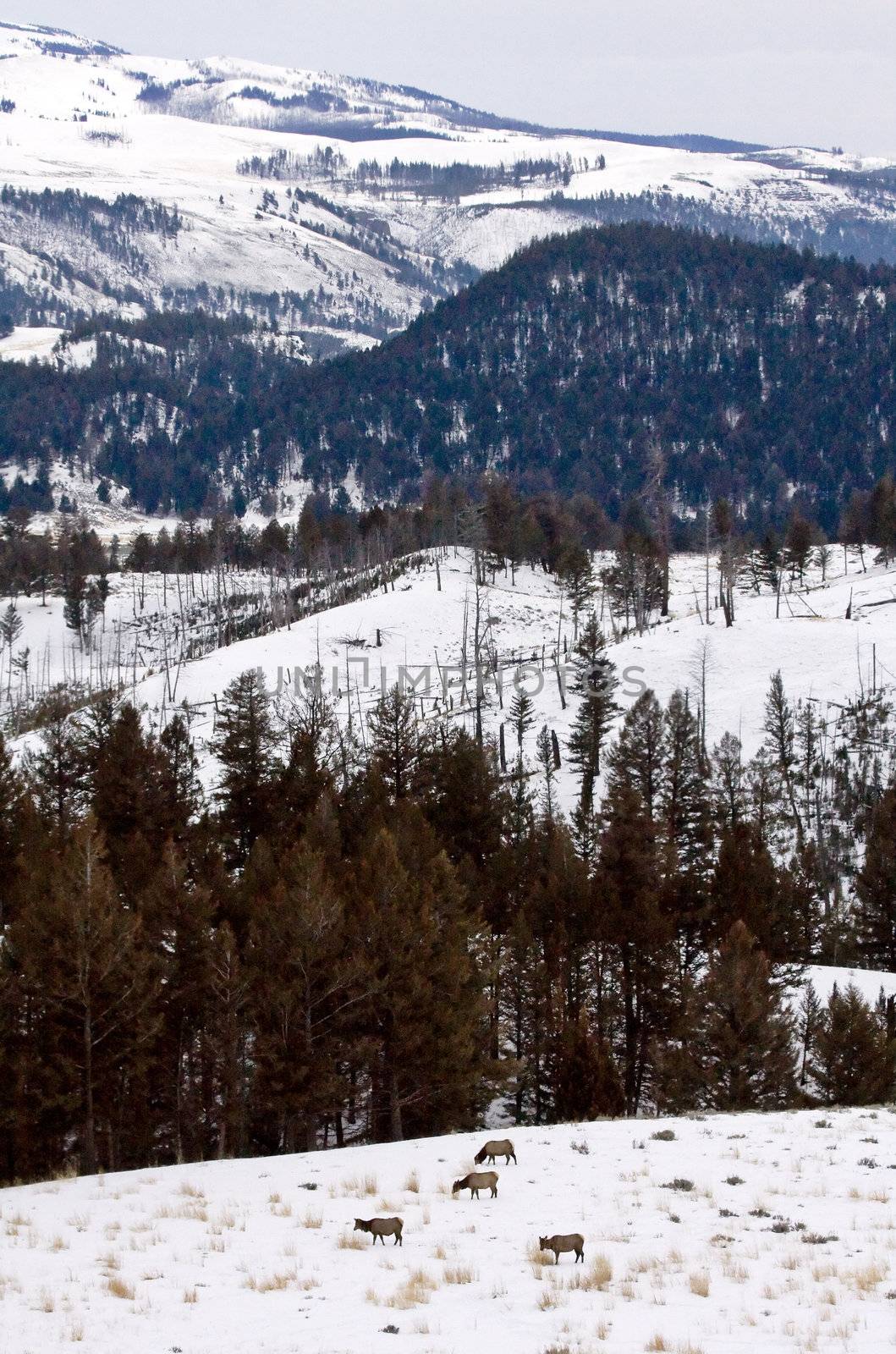 Yellowstone Park Wyoming Winter Snow