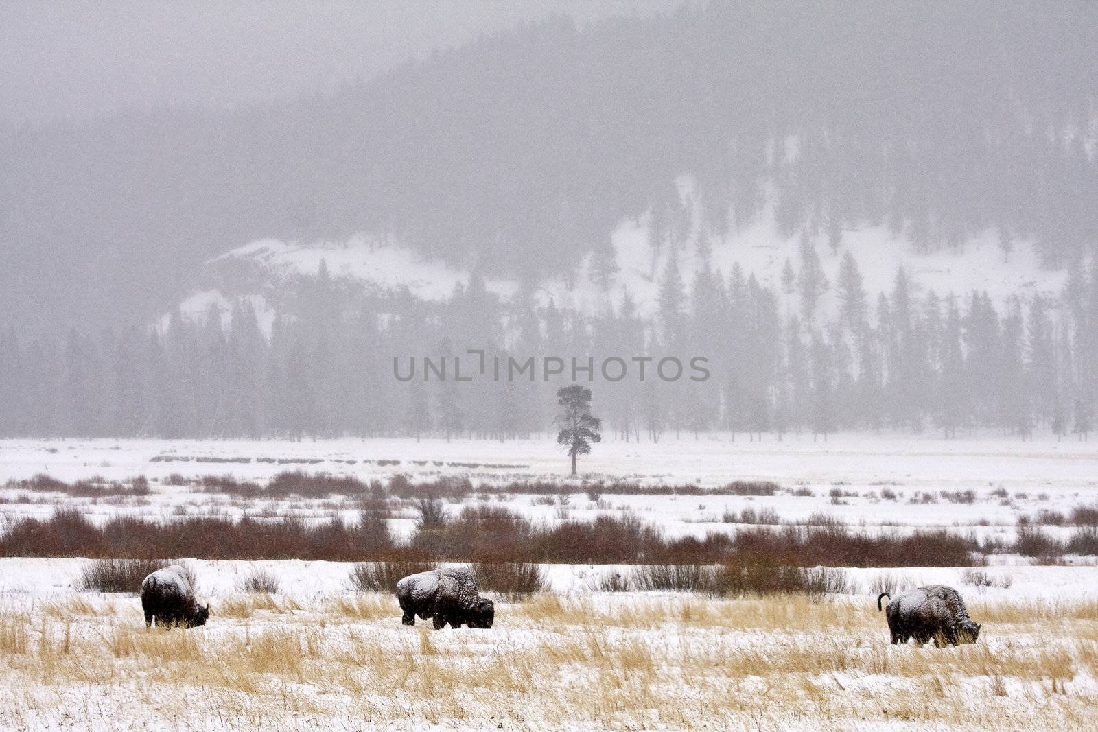 Bison Buffalo Wyoming Yellowstone