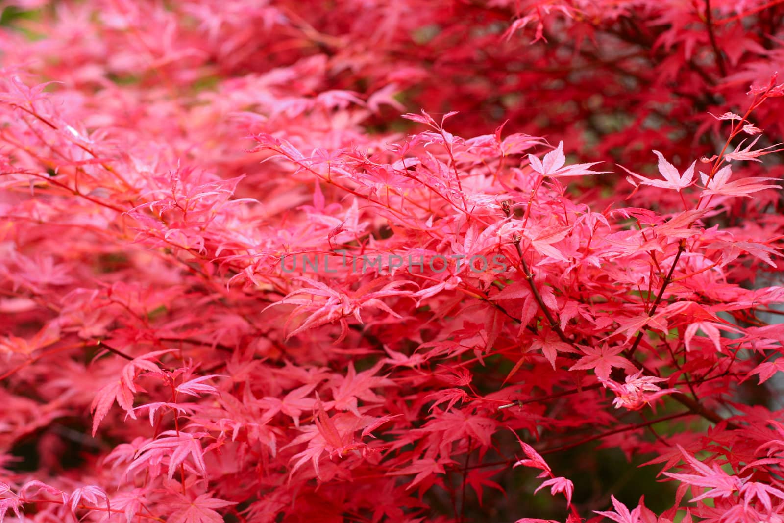 Red leaf texture - maple tree leafs