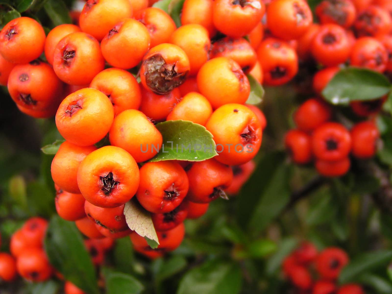 Ripe red rowan berries with green leaves