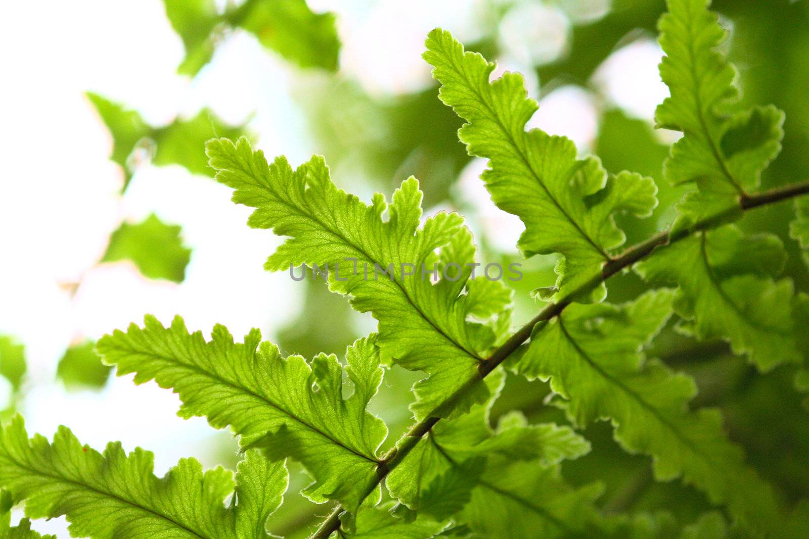 Ferns against the light - gren nature background