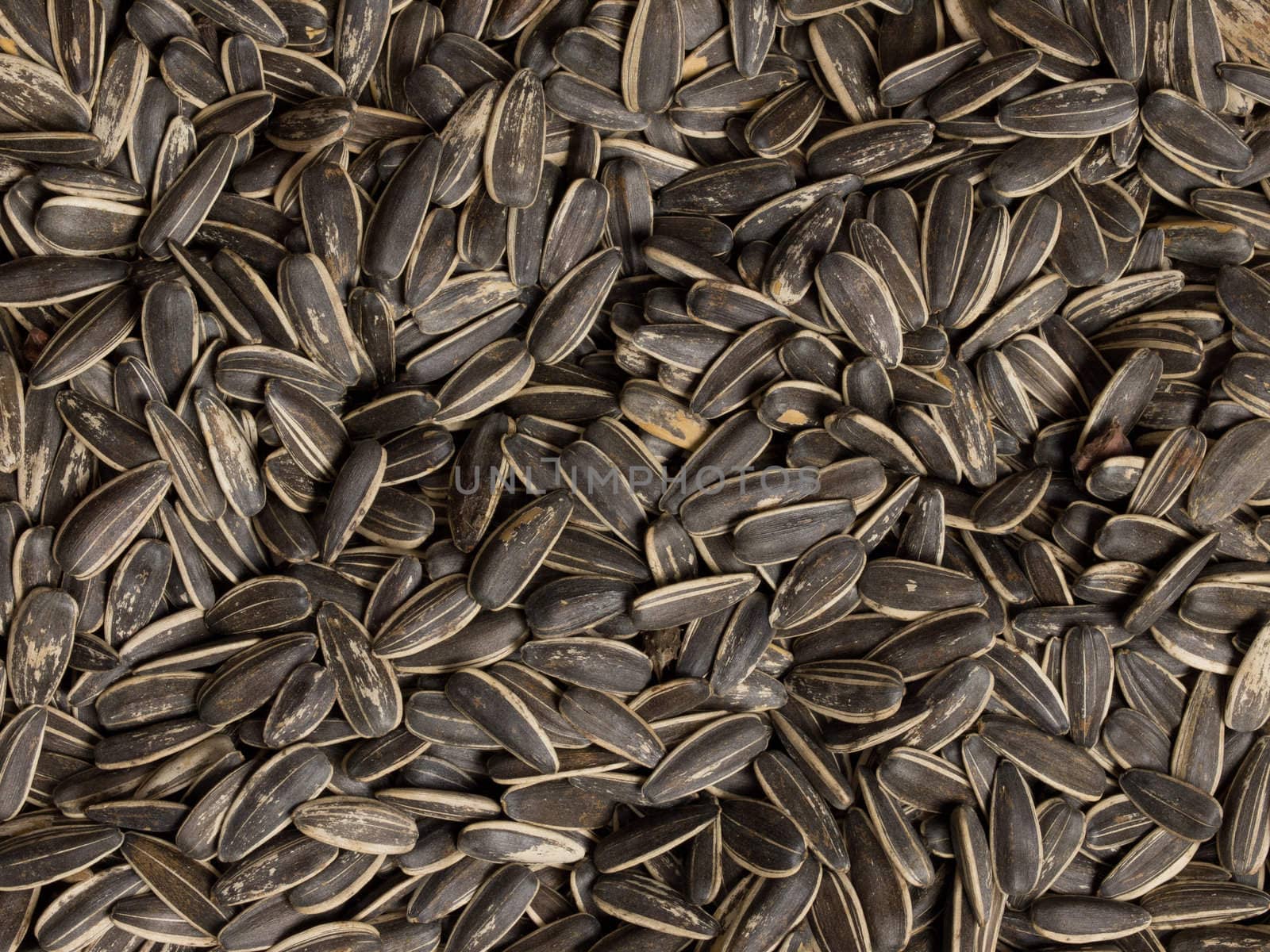 close up of a heap of sunflower seeds