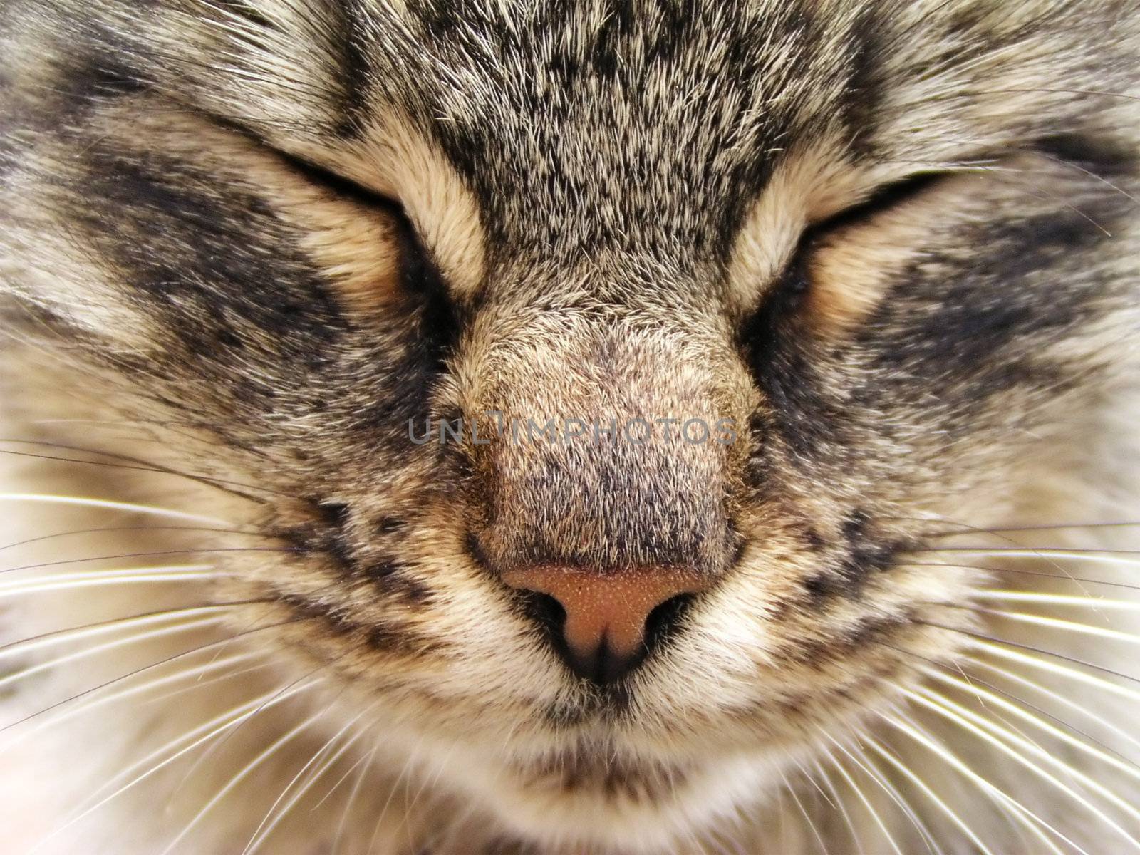 Tabby cat head close-up
