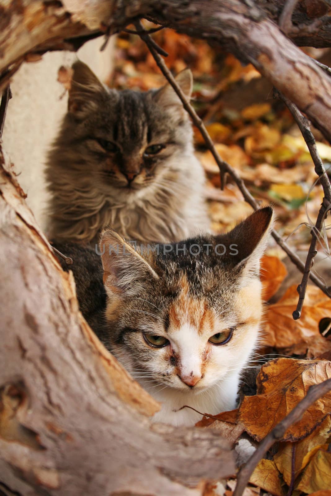 Autumn kittens in colorful leafs