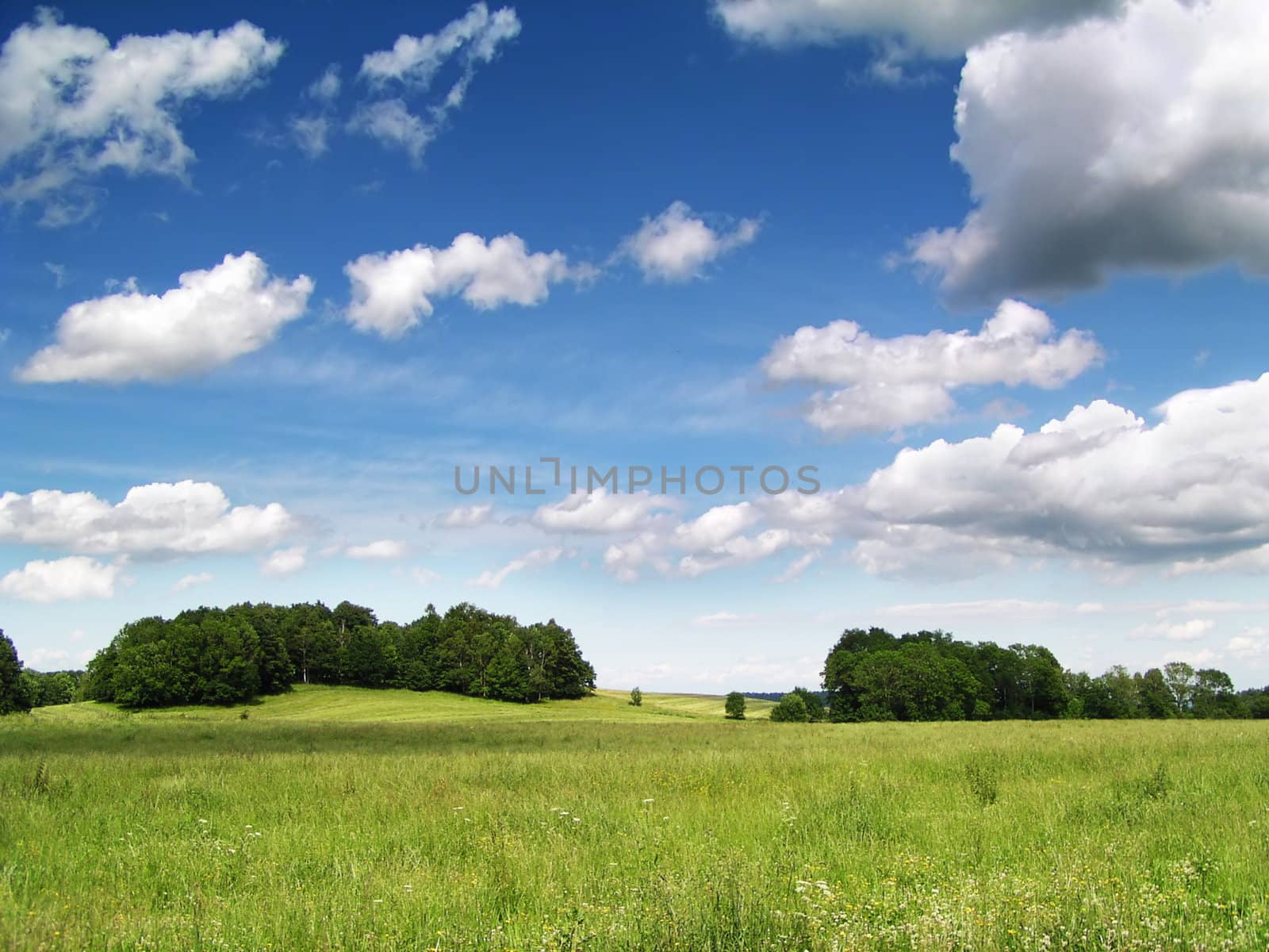 Fresh summer landscape - blue sky, green trees and grass
