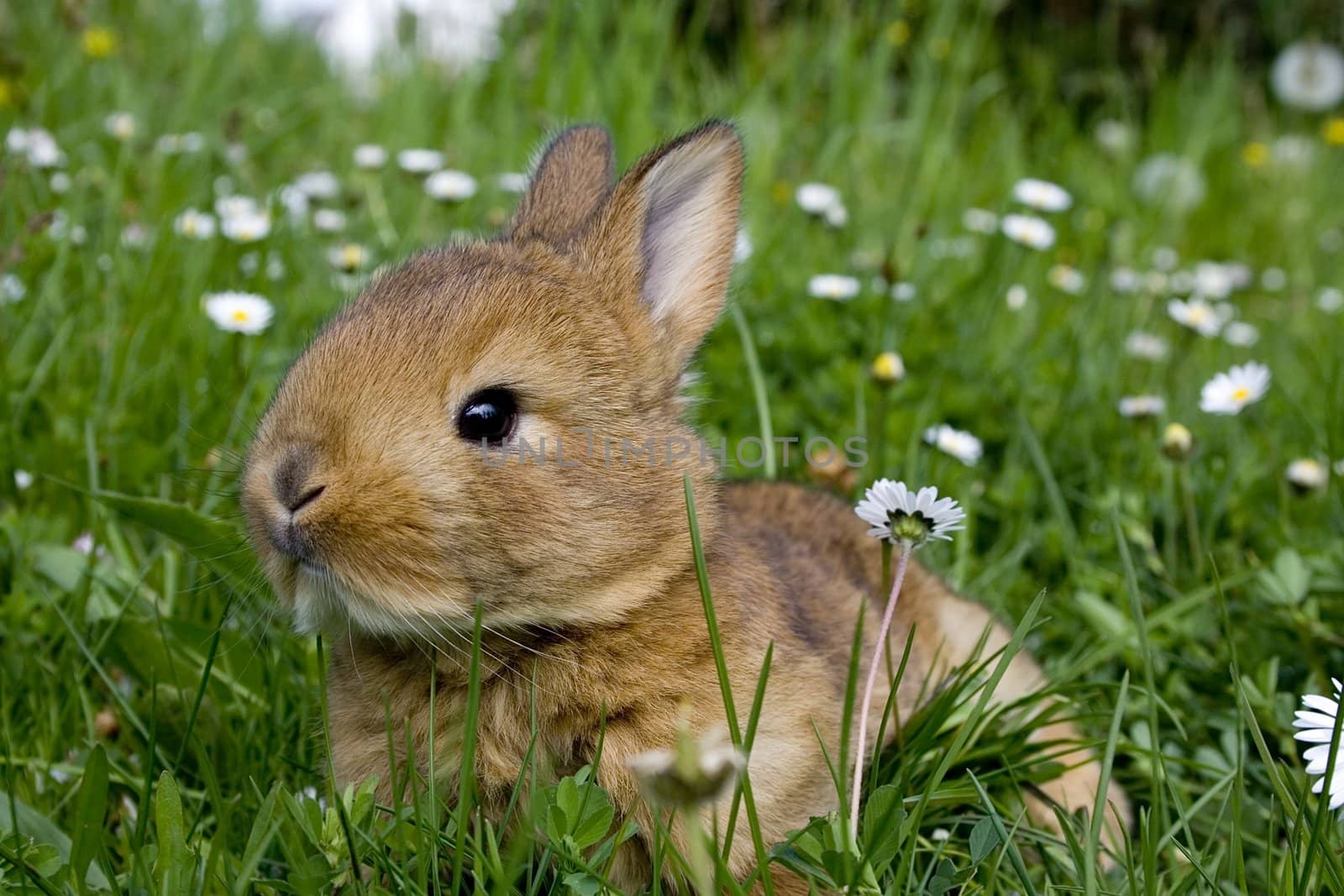 Easter Rabbit on fresh green grass