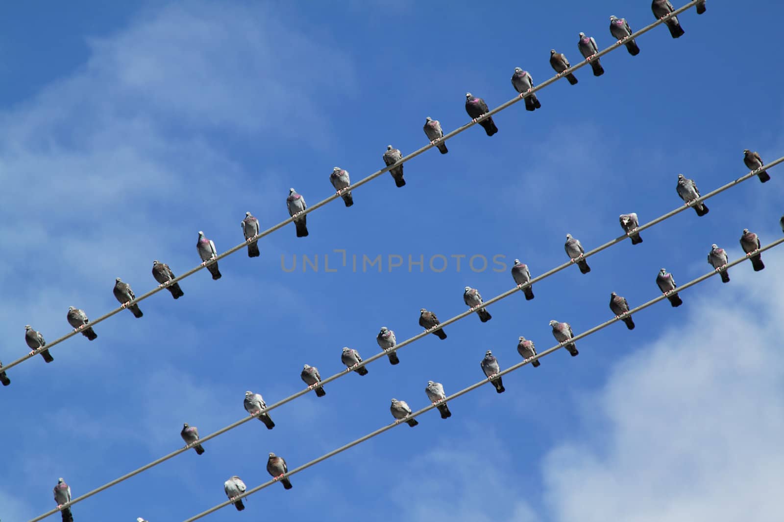 Birds on wire by pulen