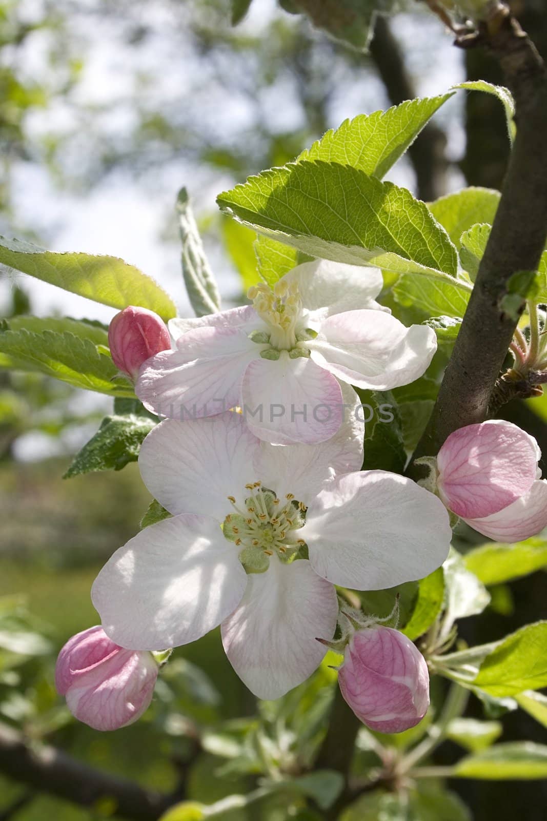 Beautiful blossom flowers on a tree