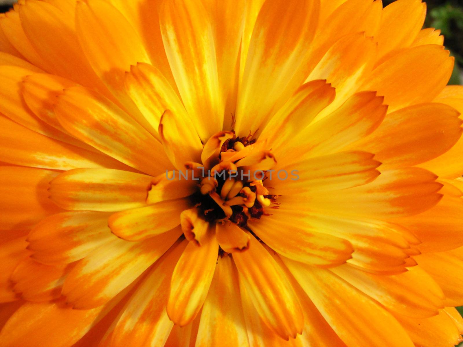 Centre of the orange flower