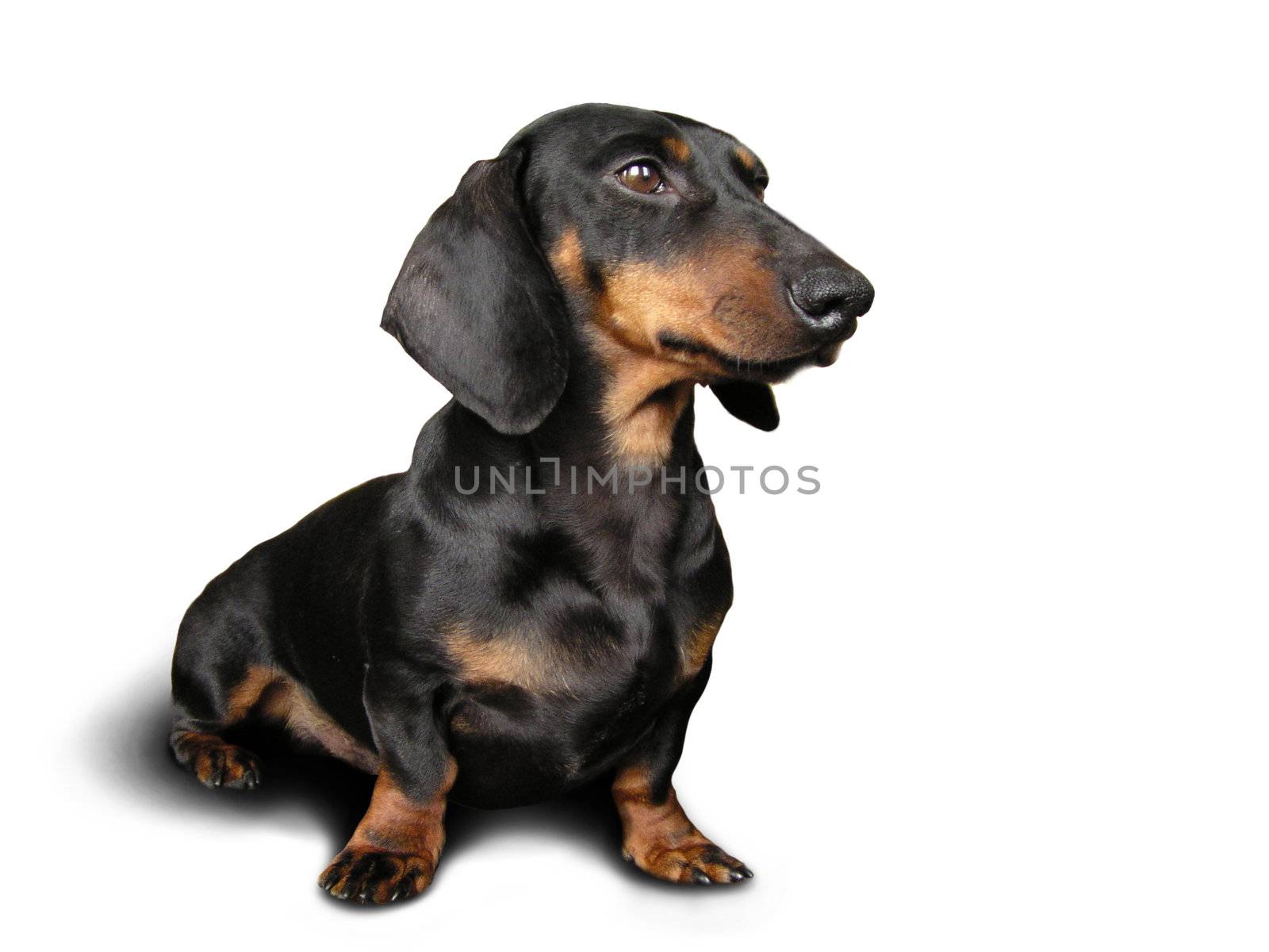 Black and brown dog (dachshund) on white background