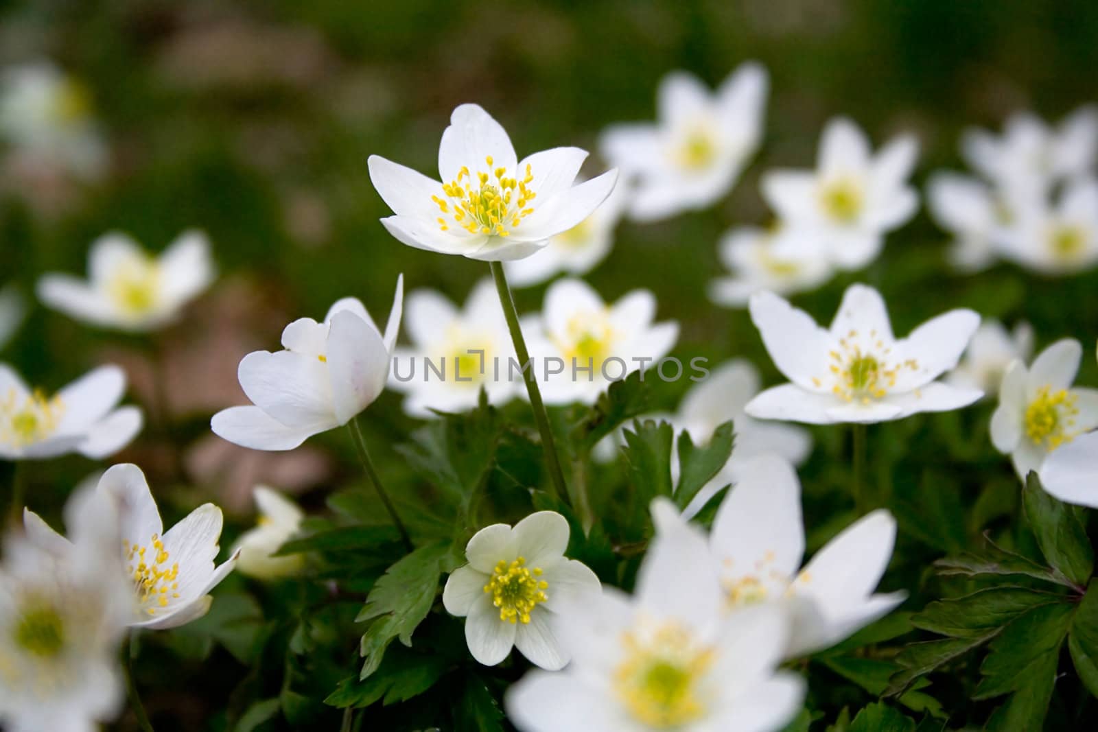 White flowers with yellow centres in the grass