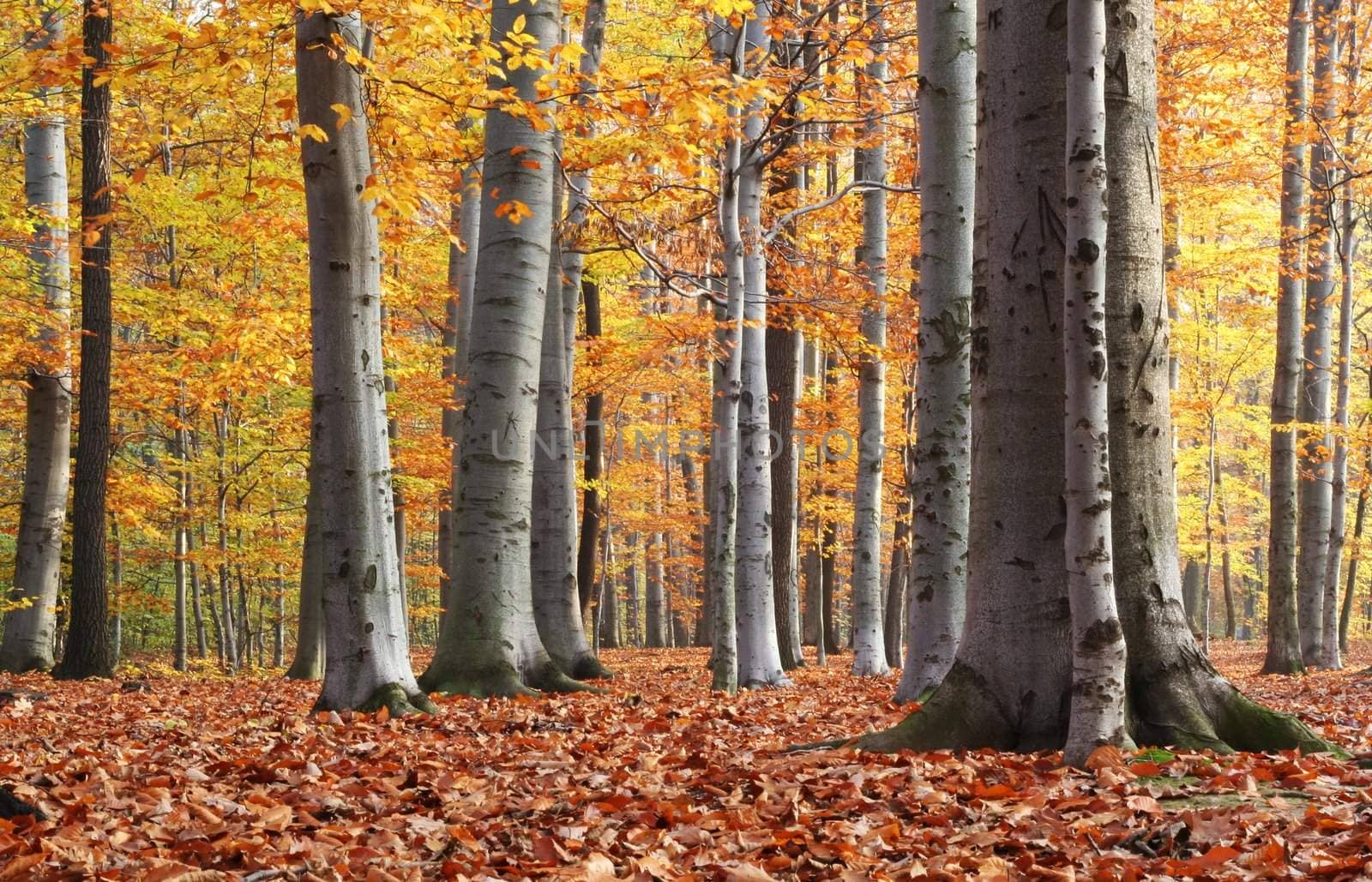 Beech forest in autumn - nice autumn wallpaper
