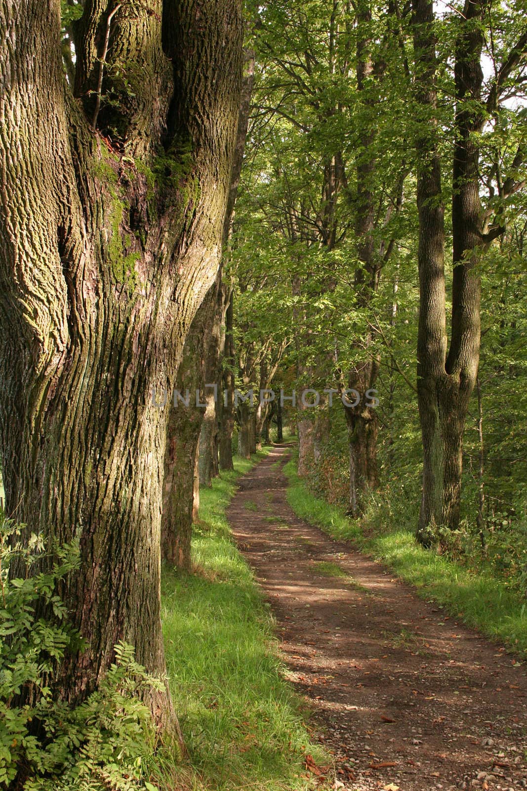 Forest path