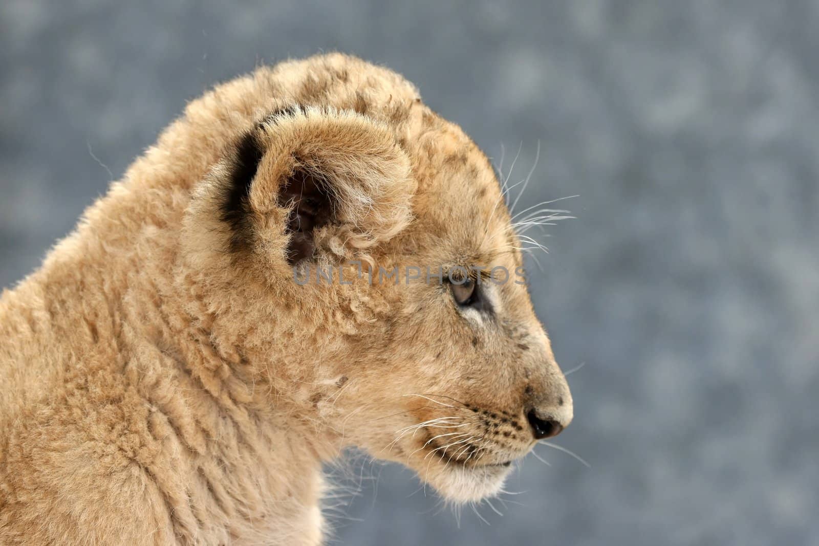 Profile of a small and furry lion cub