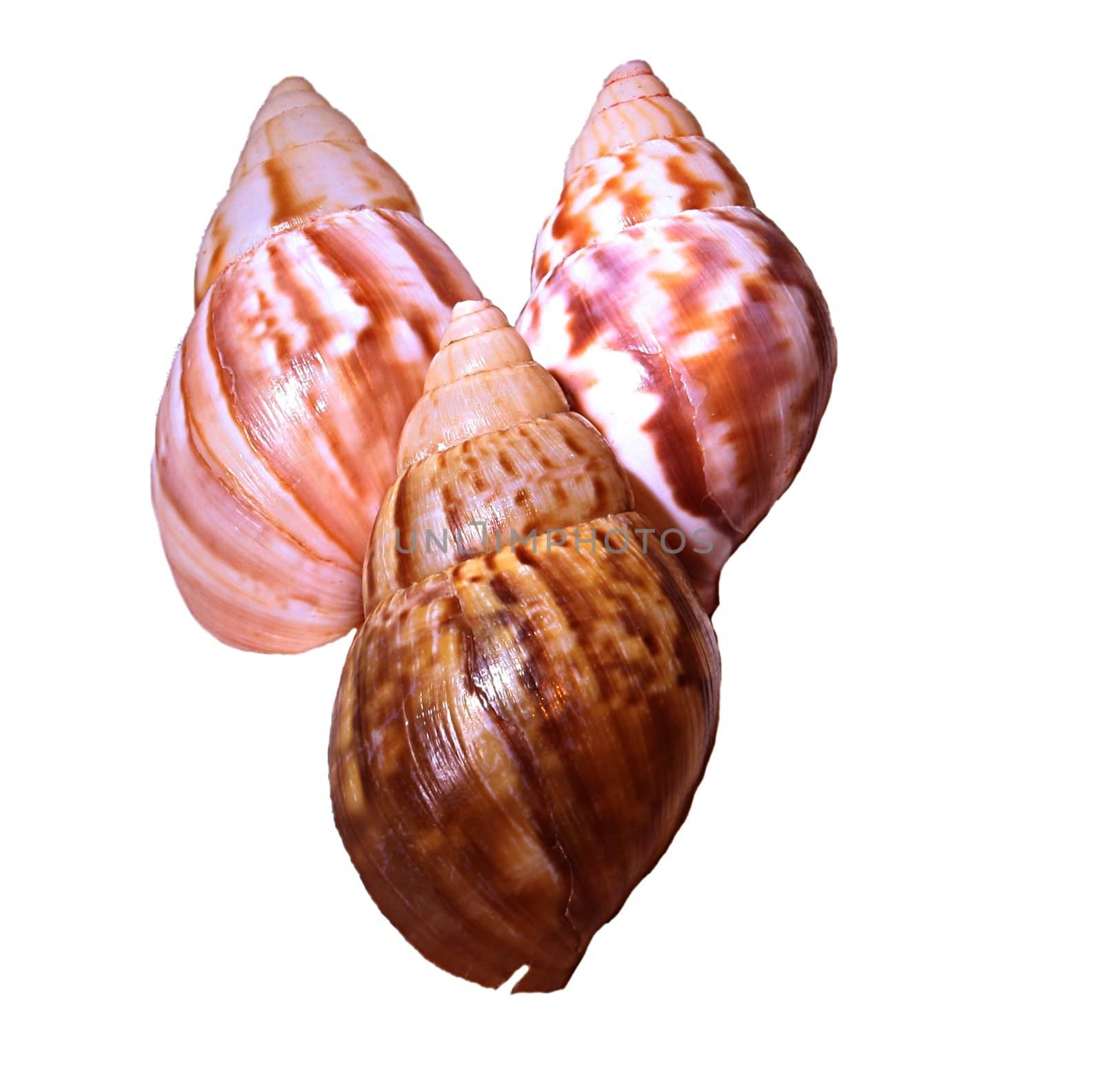 Trio of seashells by sundaune