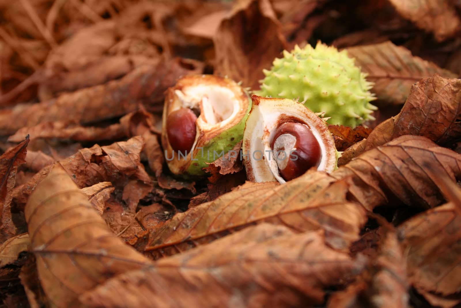 Autumn still life with chestnuts and leaves