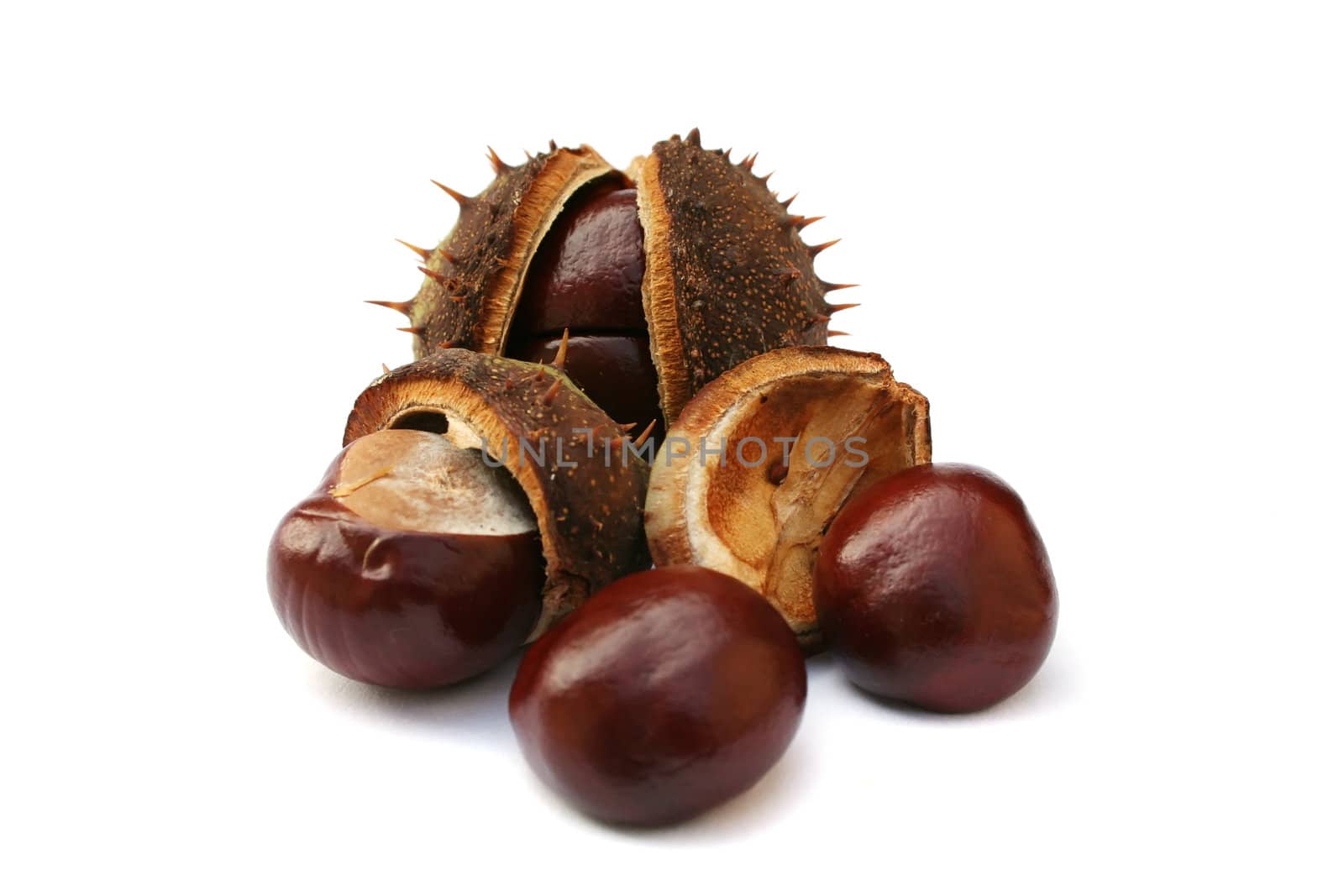 Autumn chestnuts on white background