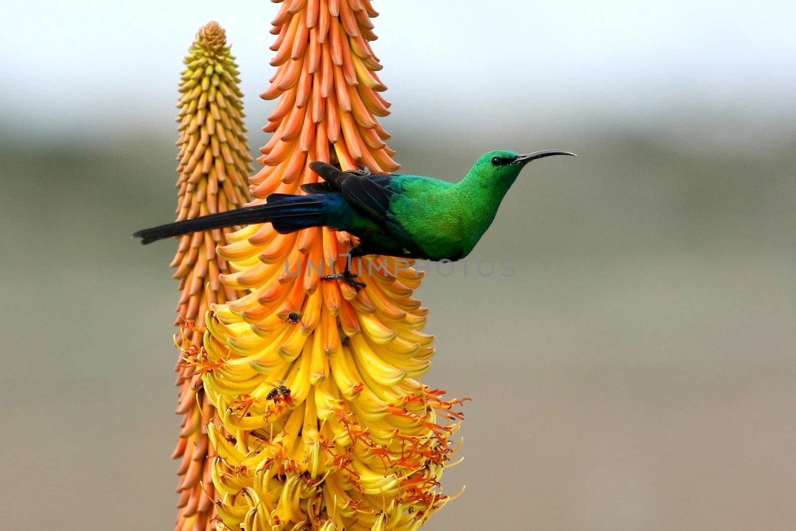 Pretty Malachite Sunbird feeding on an Aloe Flower