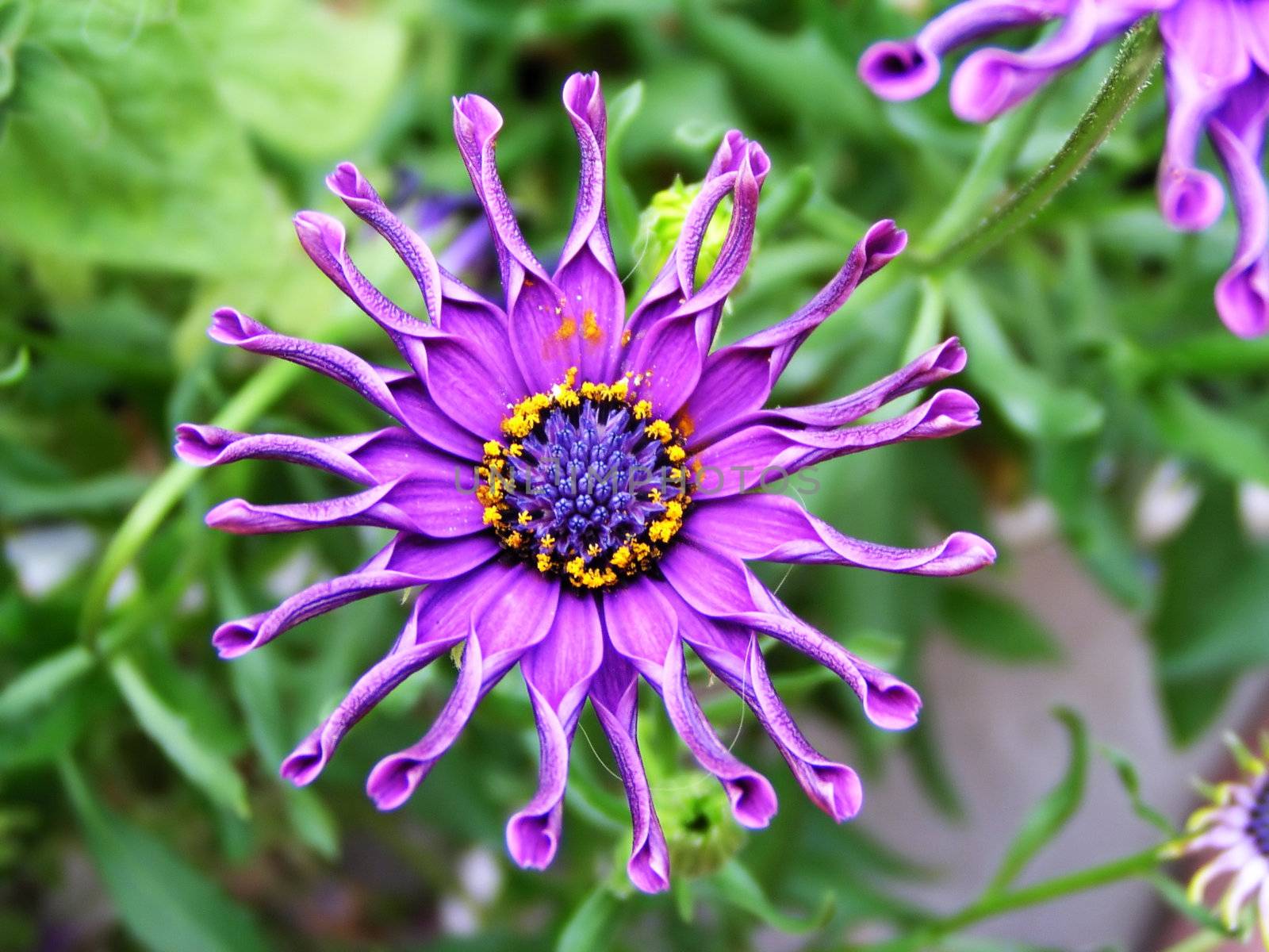 Crazy original violet flower