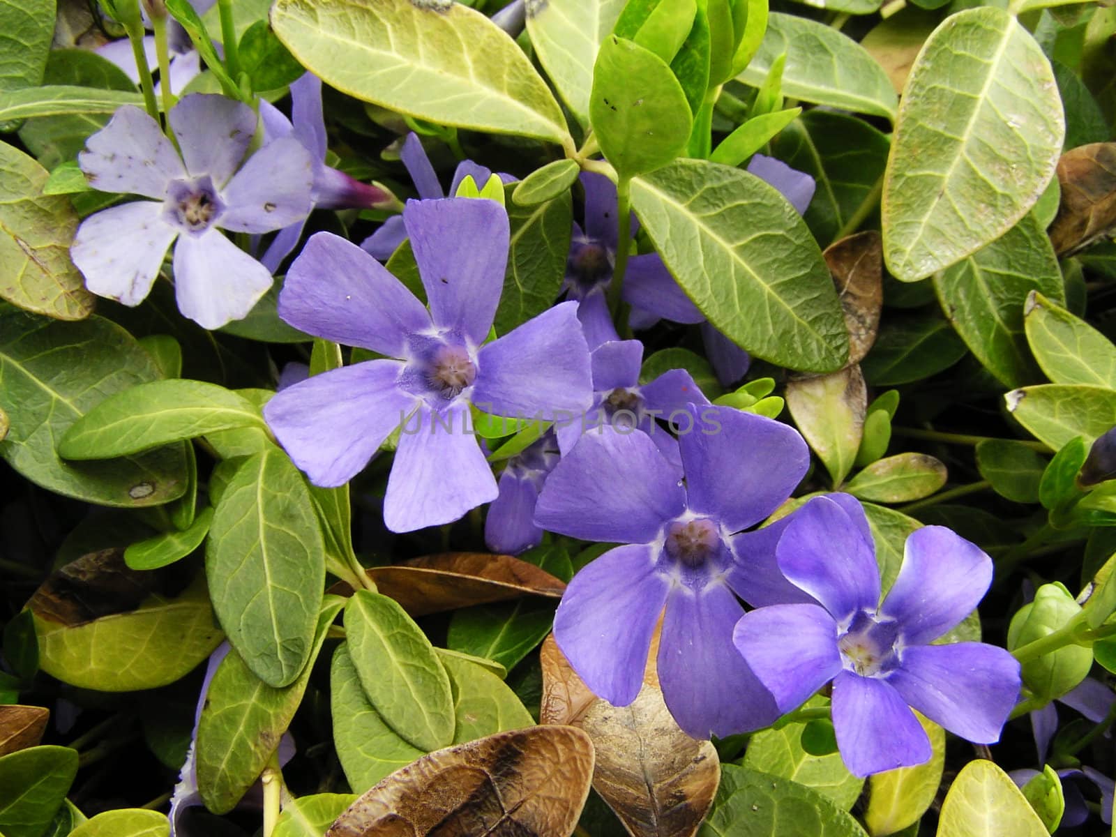 Blue spring flowers with autumn leafs