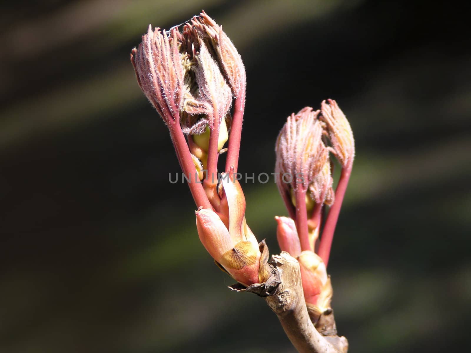 leaf bud on dark background

