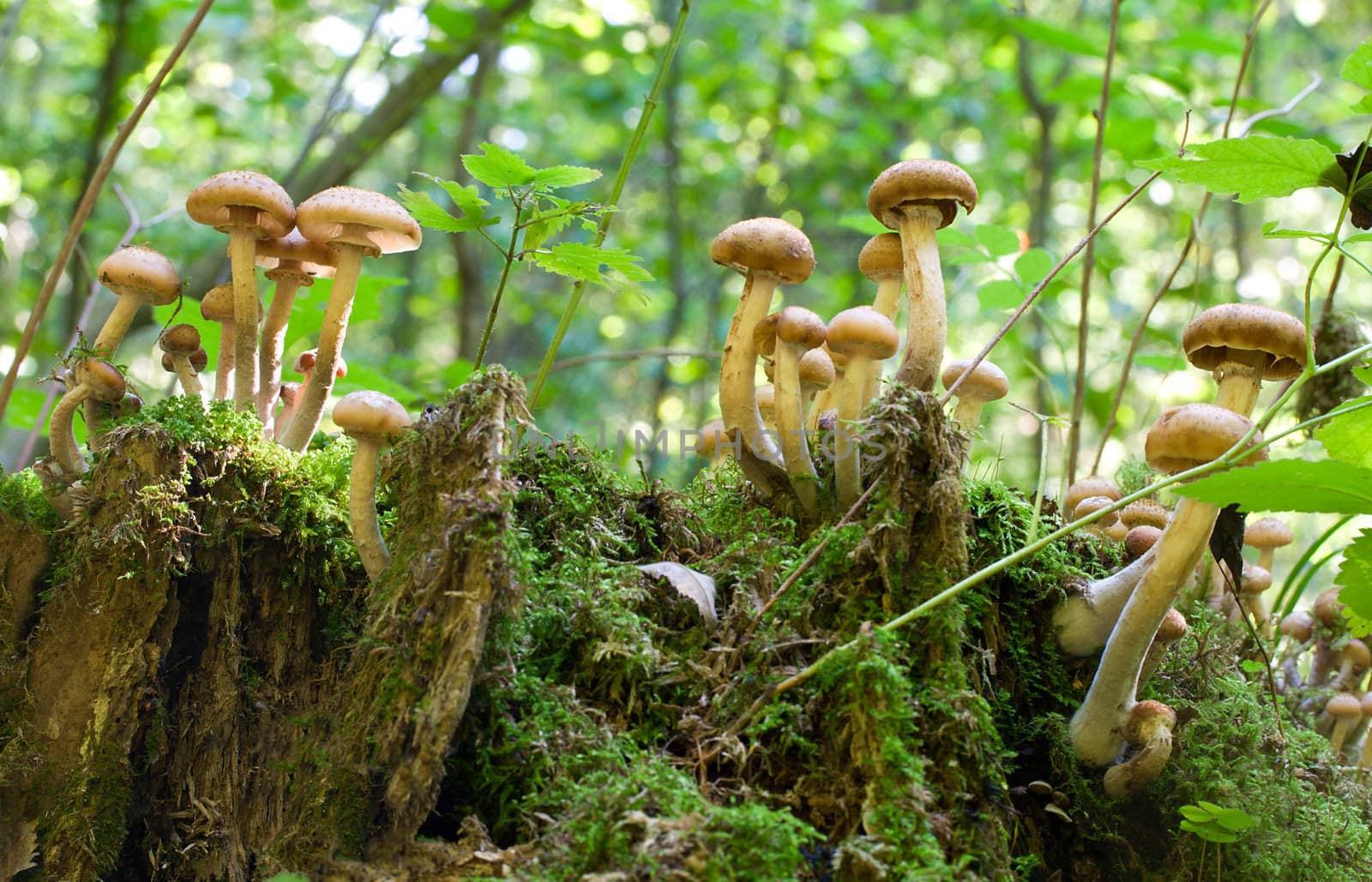 agaric honey fungus on stump by Alekcey