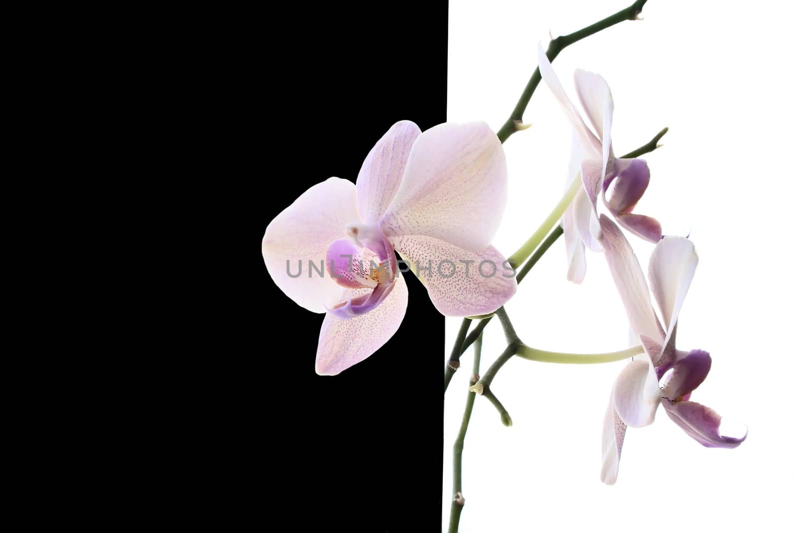 White orchid on black and white background