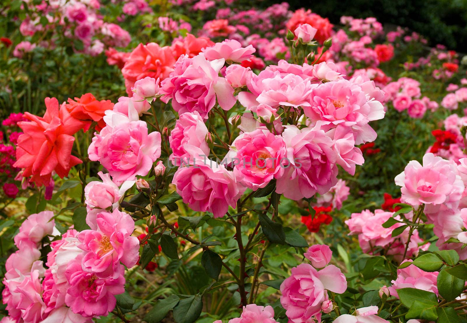 bush of beautiful pink roses by Alekcey