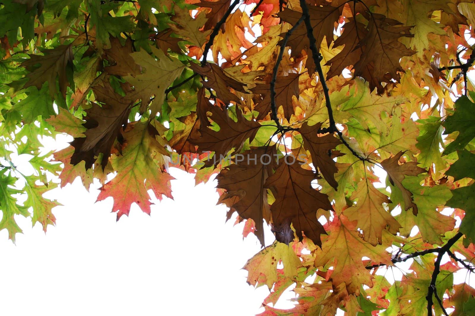 Autumn leaves on the tree - against the white sky