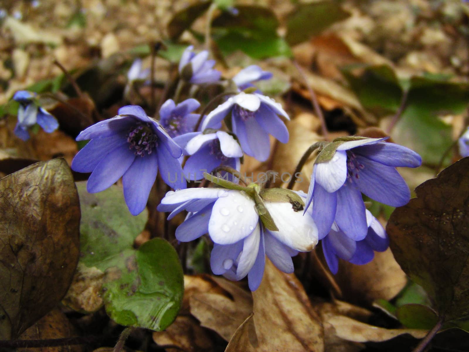 Blue spring flowers with autumn leafs