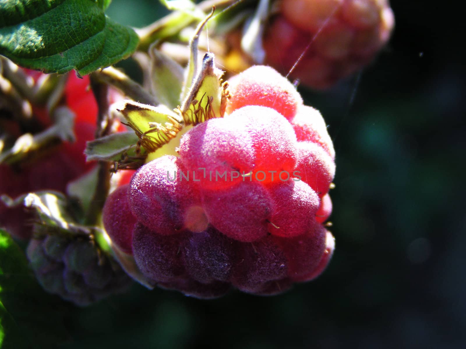 Fresh Raspberry on the sun