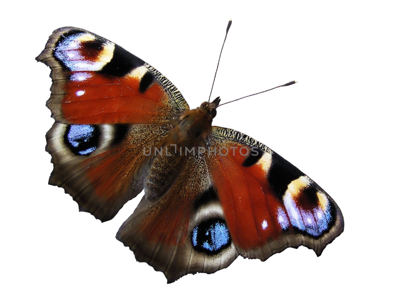 Separated butterfly on white background
