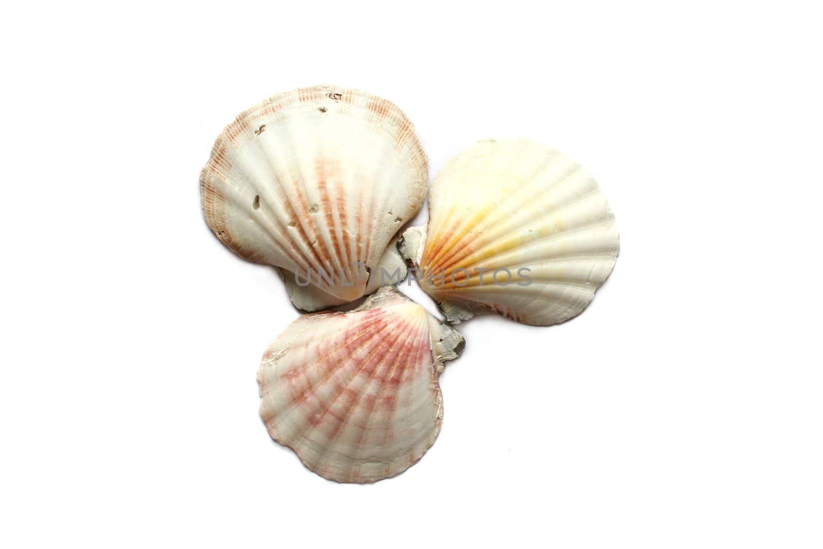 Three seashells on a white background