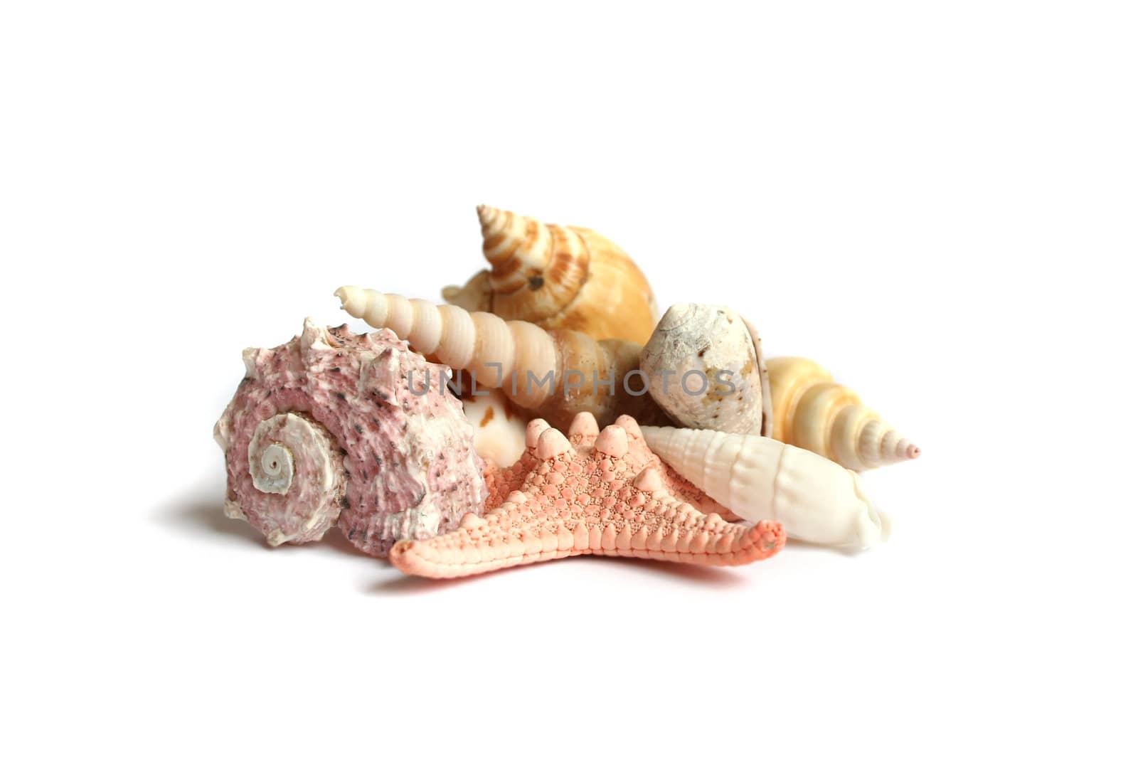 Seashells from holiday on white background