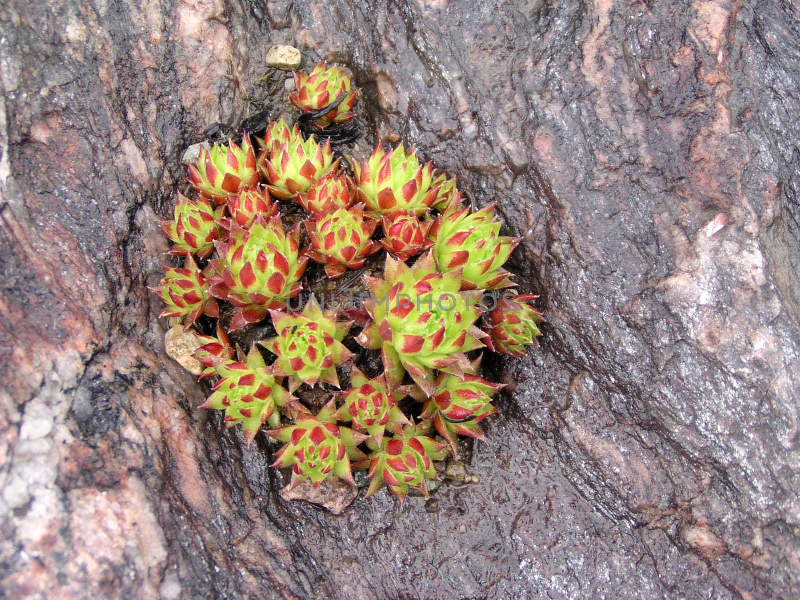 A small houseleek on the stone